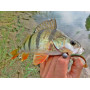 Виброхвост Lucky John Tioga 3.4" 8.6 см #071 Lime Chartreuse (6 шт.)