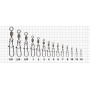 Застежка Kalipso Snap American with swivel 2011BN №2 30кг (8 шт.) 